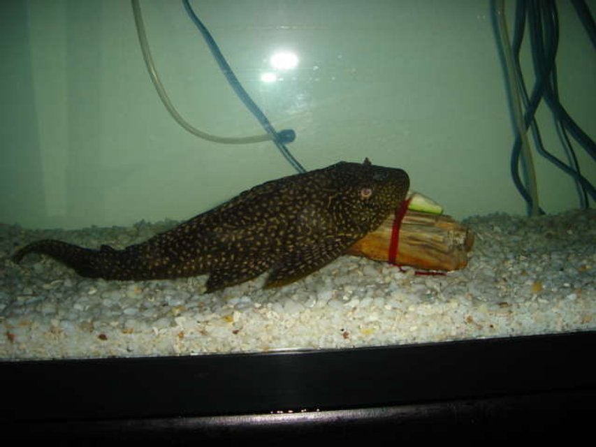 Rated #4179: 100 Gallons Freshwater Fish Tank - my large Plecostomus this is in my 55 gallon fresh water  tank .

Here he is eating  Zucchini tied to a rock  
He loves it  .