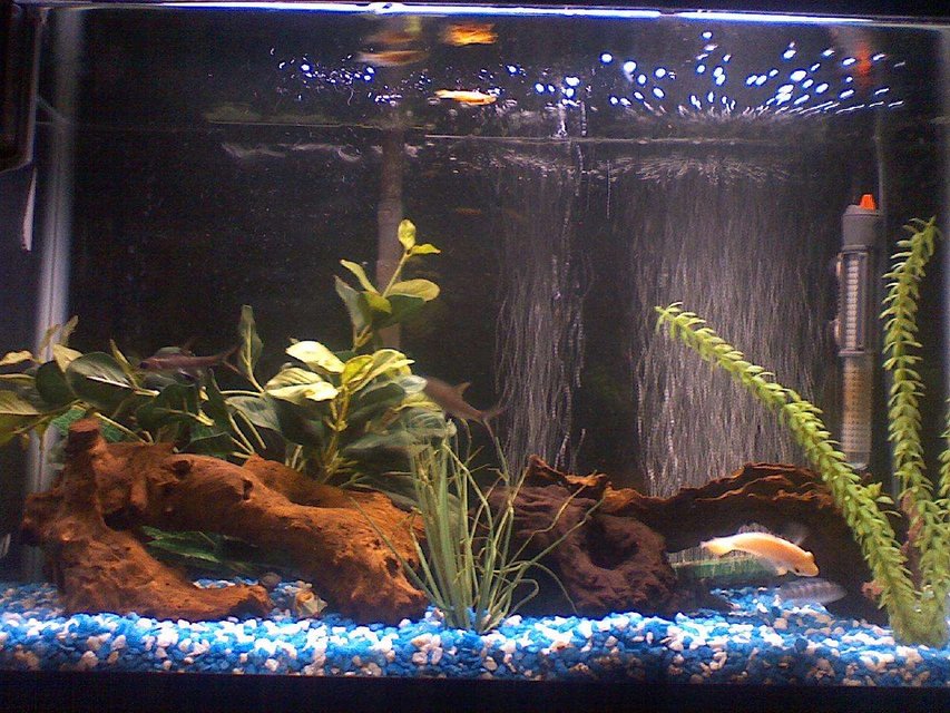 Rated #2622: 29 Gallons Freshwater Fish Tank - i took a quick pik