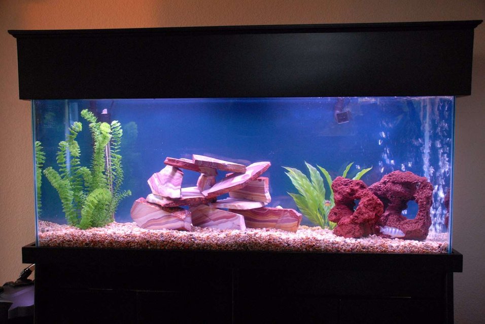 Rated #2195: 55 Gallons Freshwater Fish Tank - My new chiclid tank: 3 Electric Ble Ahlis  and 2 assorted Africans and a Pleco, but more to come as it gets cycled in.