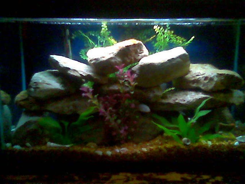 Rated #2920: 29 Gallons Freshwater Fish Tank - This is my 29 gal ciclid tank.