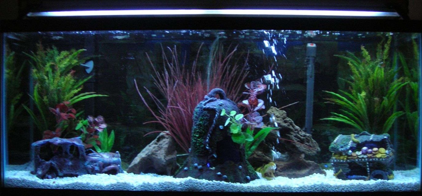 Rated #1763: 55 Gallons Freshwater Fish Tank - my new design