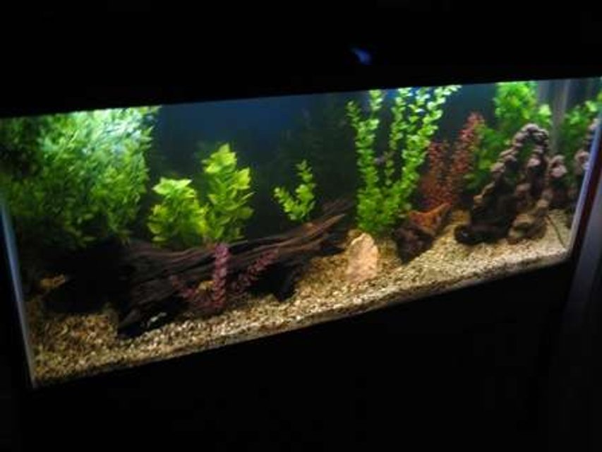 Rated #2152: 55 Gallons Freshwater Fish Tank - new 55g. tank