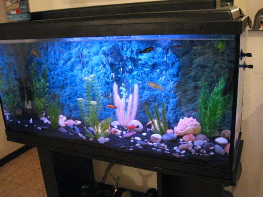 Rated #3537: 40 Gallons Freshwater Fish Tank - NewCycling Tank