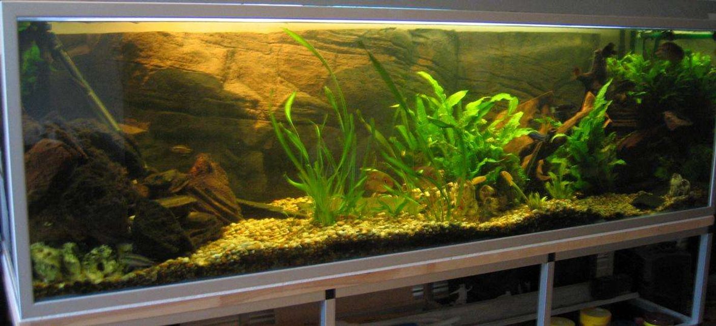 Rated #1622: 60 Gallons Freshwater Fish Tank - the usual