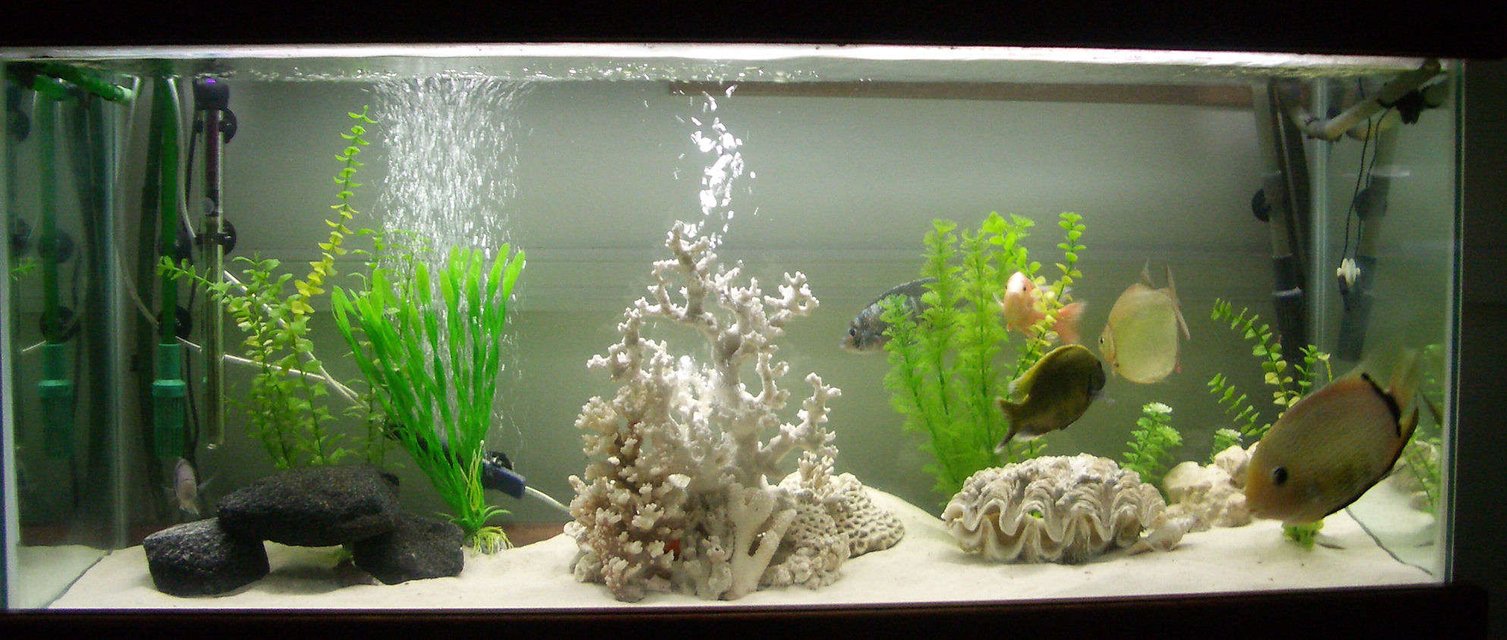 Rated #1947: 42 Gallons Freshwater Fish Tank - sand substrate with dry corral and clam.
black volcanic rock, limbstone rock and plastic plants.

-external canister filtration-
1x eheim classic 700 and 1x Aqua one 1000.
cichlids