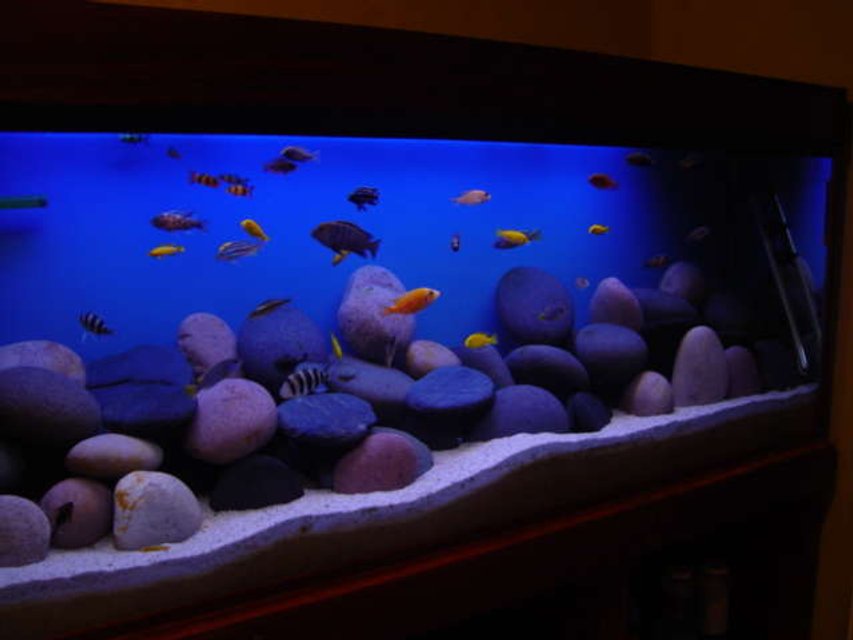 Rated #574: 1892 Gallons Freshwater Fish Tank - my tank