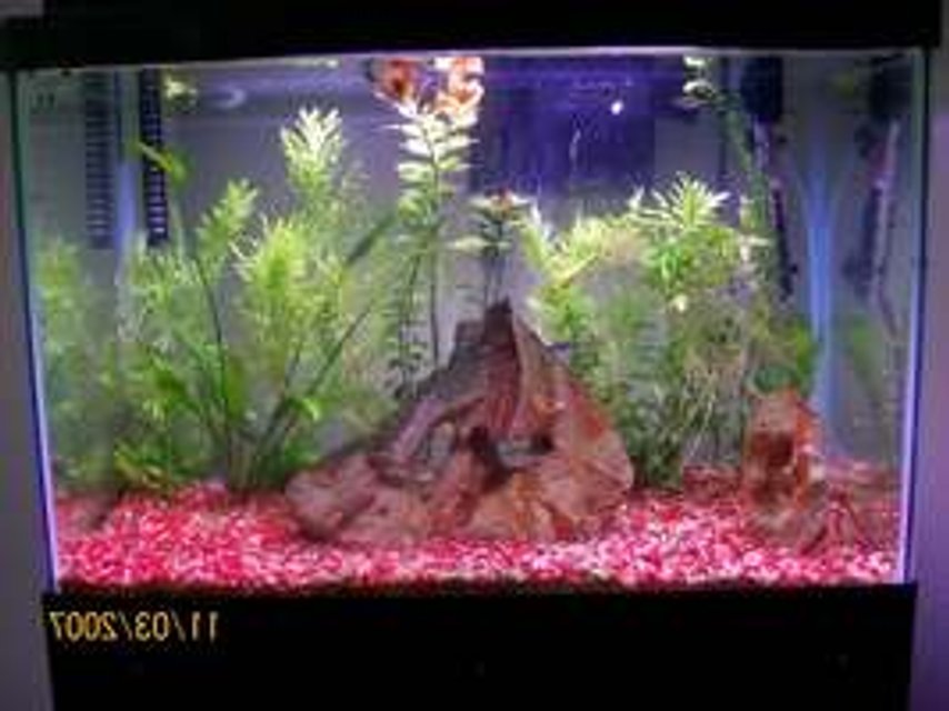 Rated #3499: 20 Gallons Freshwater Fish Tank - My 20 gallon freshwater tank