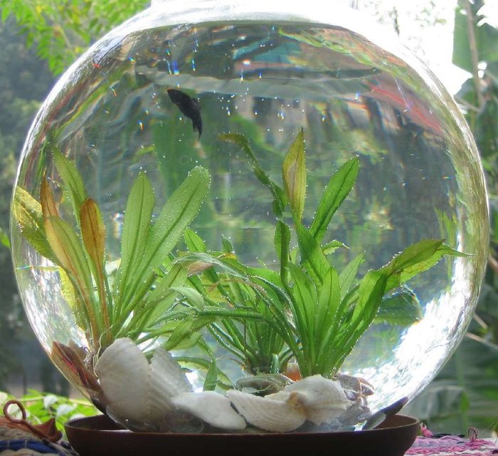 Rated #3983: 100 Gallons Freshwater Fish Tank - i have kept two black mollies in my bowl, surprisingly they mate, and they produced 5 more cute mollies, now in the bowl, i have 7 mollies
