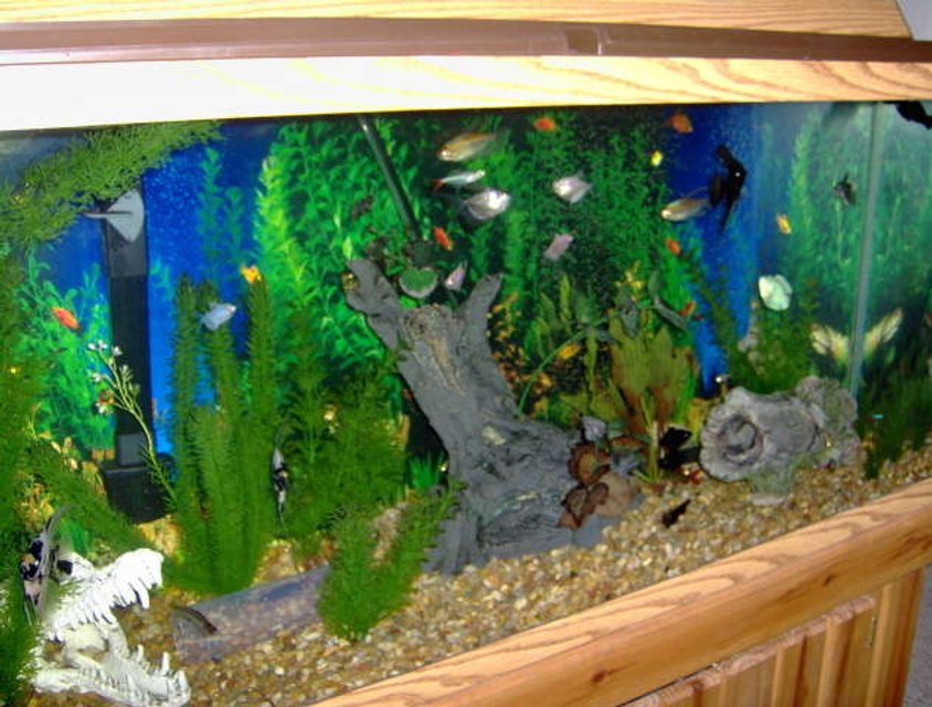 Rated #3062: 55 Gallons Freshwater Fish Tank - Community tank 55 gallons :)