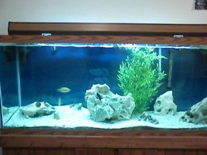 Rated #3532: 120 Gallons Freshwater Fish Tank - my 120 gallon tank