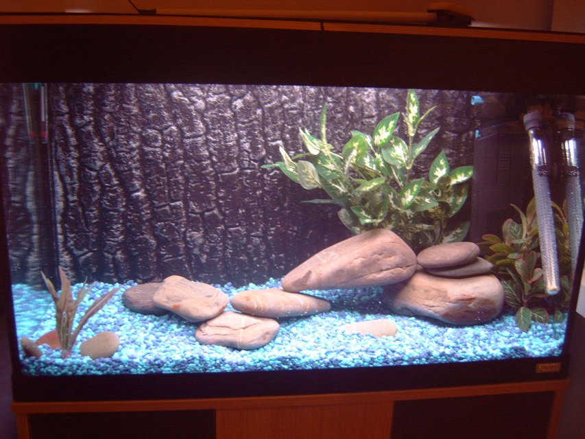 Rated #3185: 27 Gallons Freshwater Fish Tank - fluval roma 125