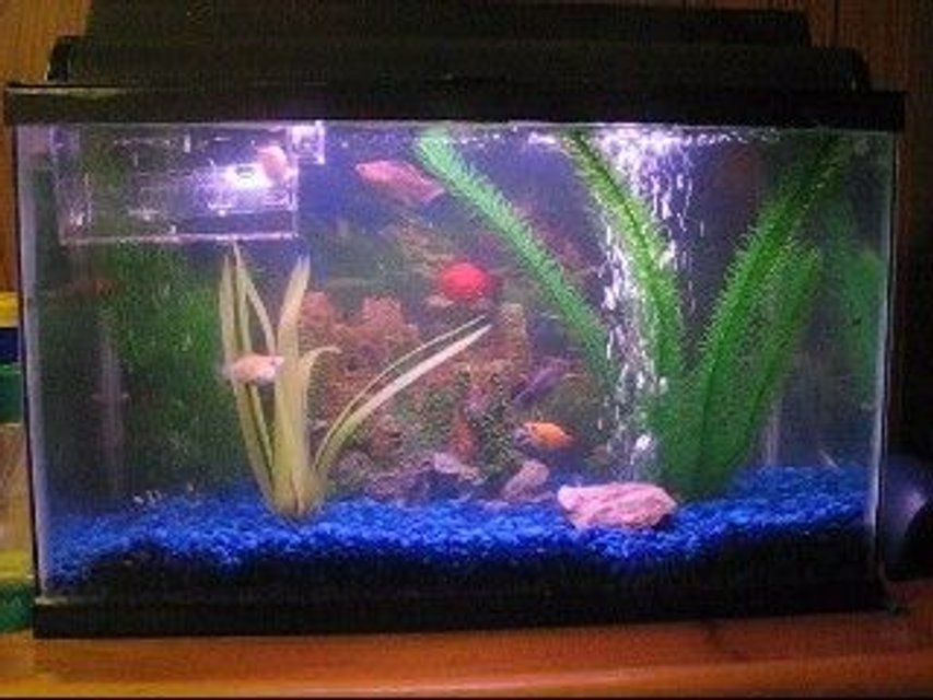 Rated #3965: 10 Gallons Freshwater Fish Tank - One of my tanks