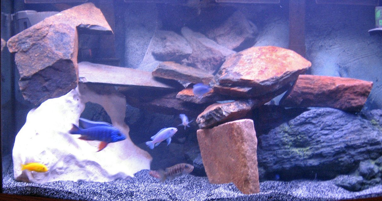 Rated #1554: 46 Gallons Freshwater Fish Tank - mixed african 46 gallon bowfront