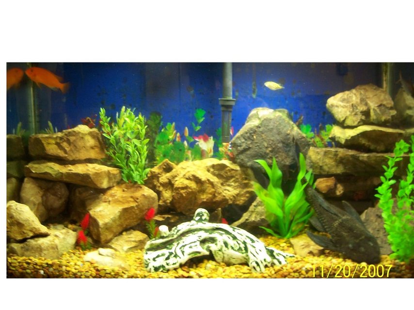 Rated #2111: 29 Gallons Freshwater Fish Tank - My fish Tank
