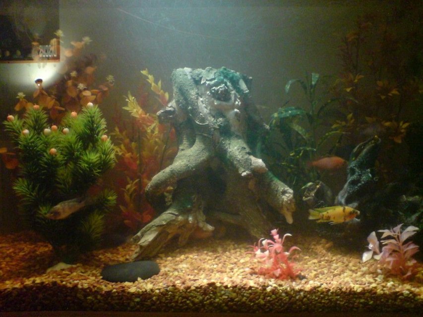 Rated #3125: 100 Gallons Freshwater Fish Tank - cichlide tank