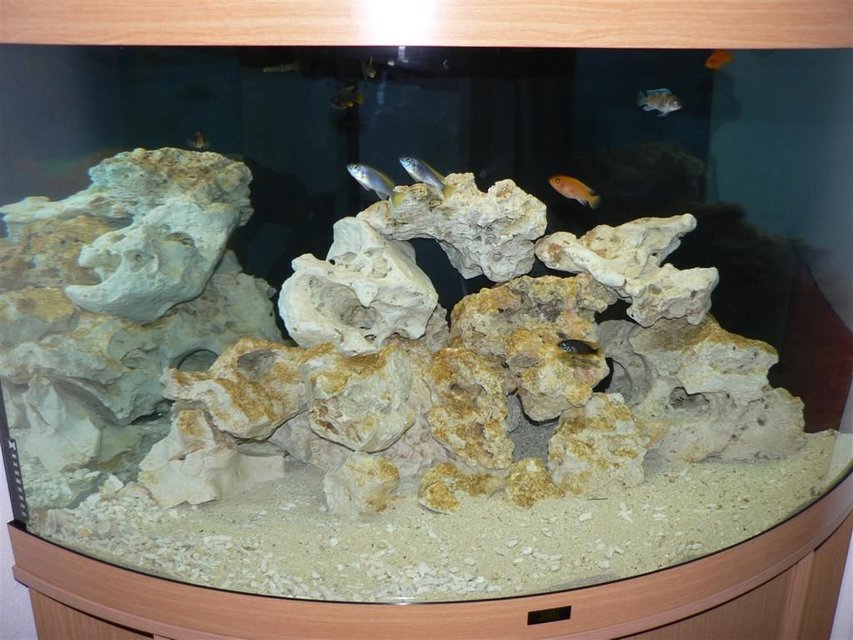 Rated #2893: 50 Gallons Freshwater Fish Tank - Lake Malawi Chiclids.
Trigon 190 ltr tank, Ocean rock and coral sand to keep the PH @ 8. Standard Fluval filter in the tank and a Fluval 405 external filter.The tank has now got some colour in the form of algae