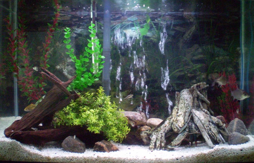 Rated #2295: 50 Gallons Freshwater Fish Tank - My Tank