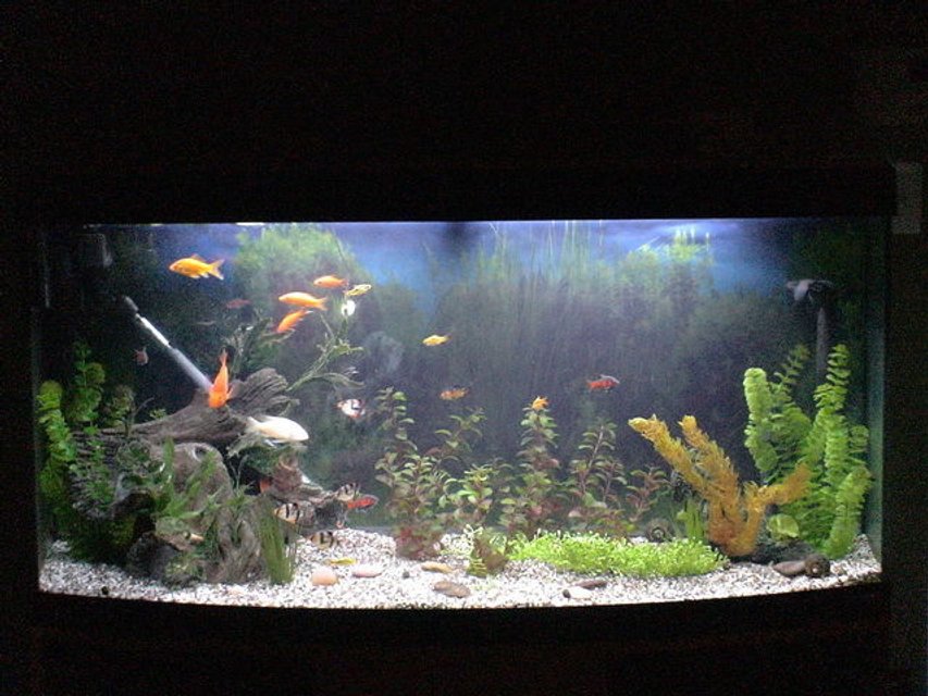Rated #2023: 75 Gallons Freshwater Fish Tank - my 75 gal tank
working progress