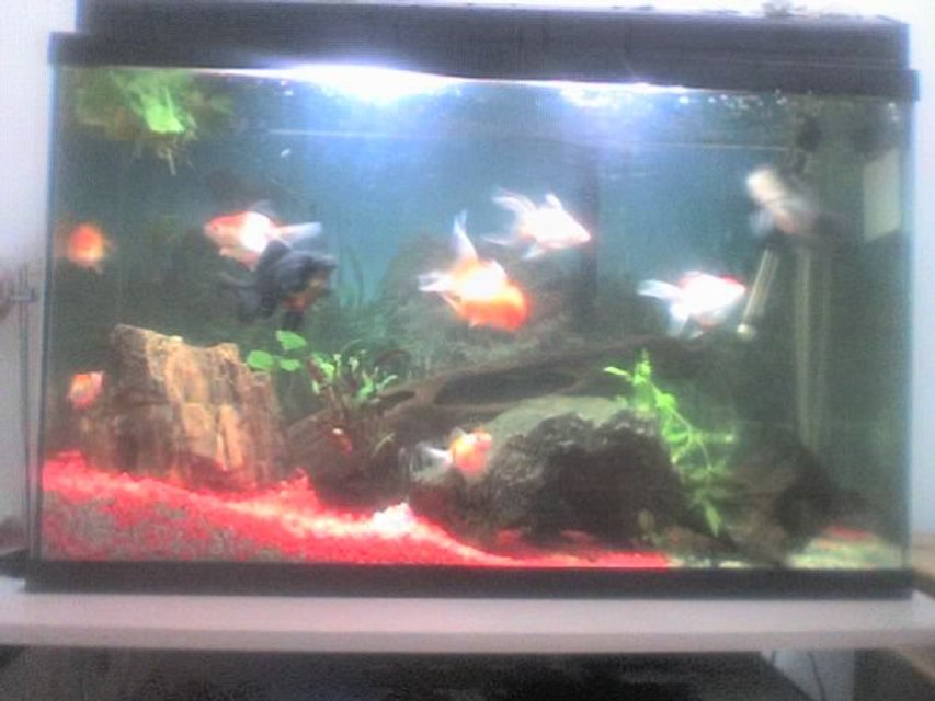 Rated #4023: 30 Gallons Freshwater Fish Tank - in the future i'll buy a better camera..this was taken by a 1.2mp phone camera..many thanks for stoping by