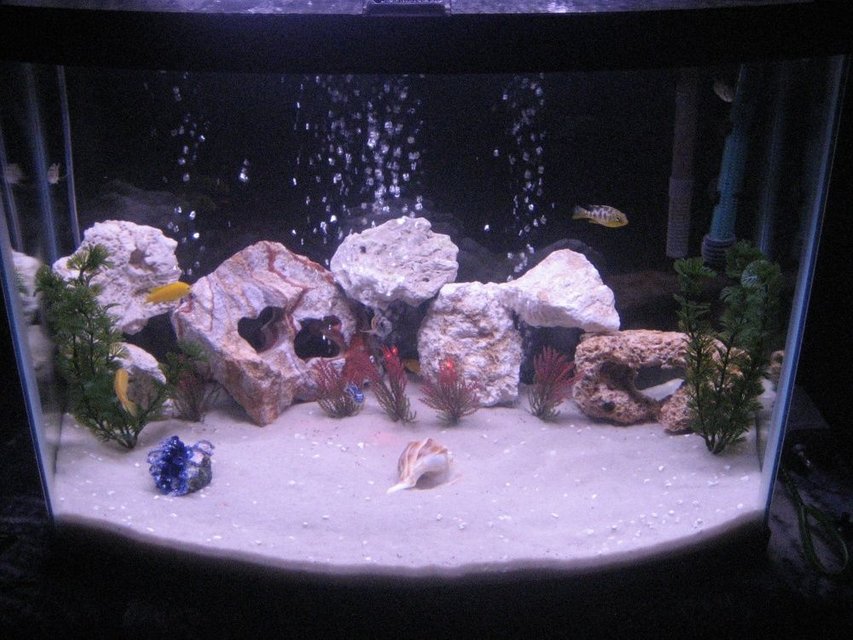 Rated #2318: 28 Gallons Freshwater Fish Tank - Here is another picture of our 28 gallon!  We just added some fake plants..There are I think 8 African Chicilids!  They are wonderful to have and are very rambunctious!