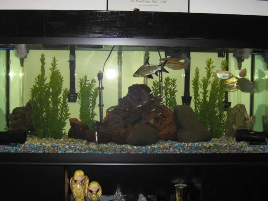 Rated #2739: 125 Gallons Freshwater Fish Tank - change all of the decor in my tank.  did it because i added some eels and knife fish along with all the other fish 2 pacu 18 rummy nose tetras 1 snake skined 2 kissing 4 plecos 1 bala shark 2 peacock eels and black knife fish