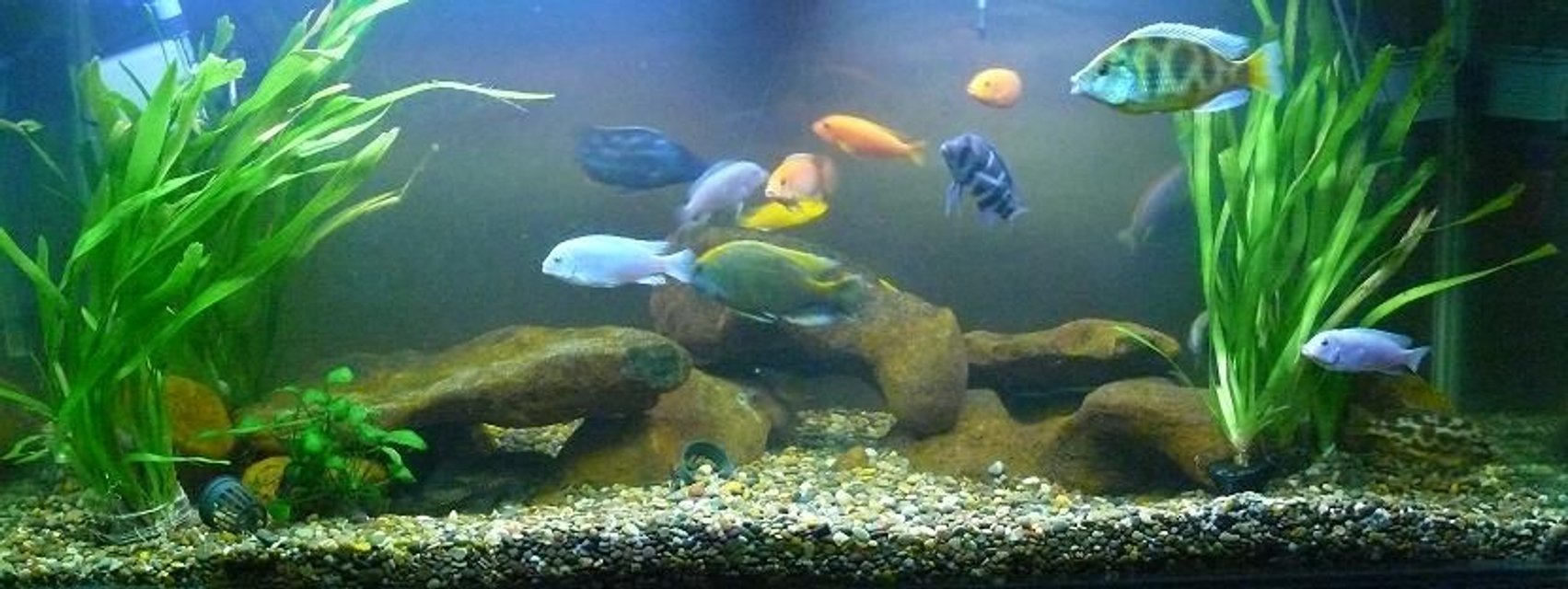 Rated #2011: 125 Gallons Freshwater Fish Tank - My 125G Malawi tank