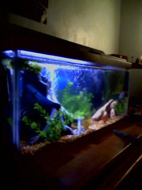 Rated #3920: 20 Gallons Freshwater Fish Tank - oooo