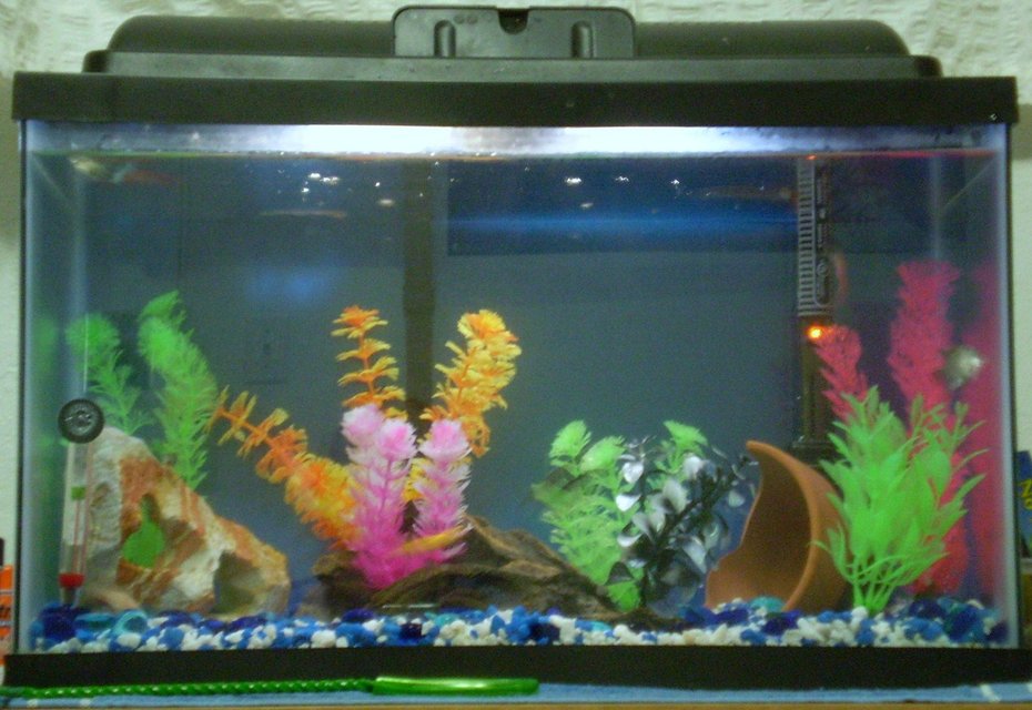 Rated #4137: 10 Gallons Freshwater Fish Tank - My recently updated 10 gallon fish tank..