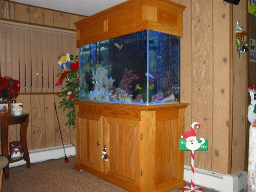 Rated #1778: 110 Gallons Freshwater Fish Tank - 110G MALAWI TANK
HOMEMADE OAK STAND AND CANOPY
SEVERAL SPECIES OF MALAWI'S(CANT COUNT THEY KEEP REPRODUCING)
TEXAS LIMESTONE AND FAKE PLANTS.