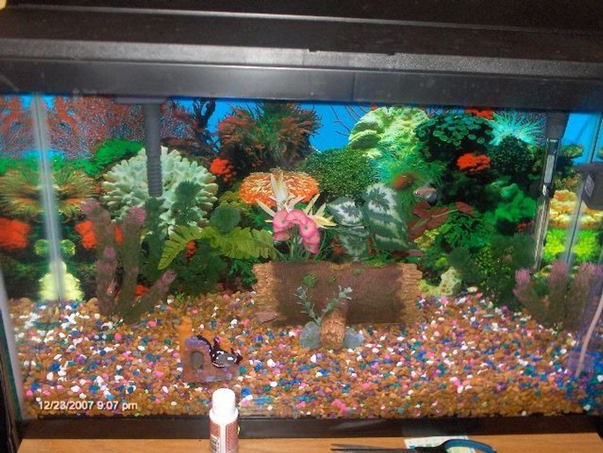 Rated #3933: 30 Gallons Freshwater Fish Tank - my sons 1st fishtank
