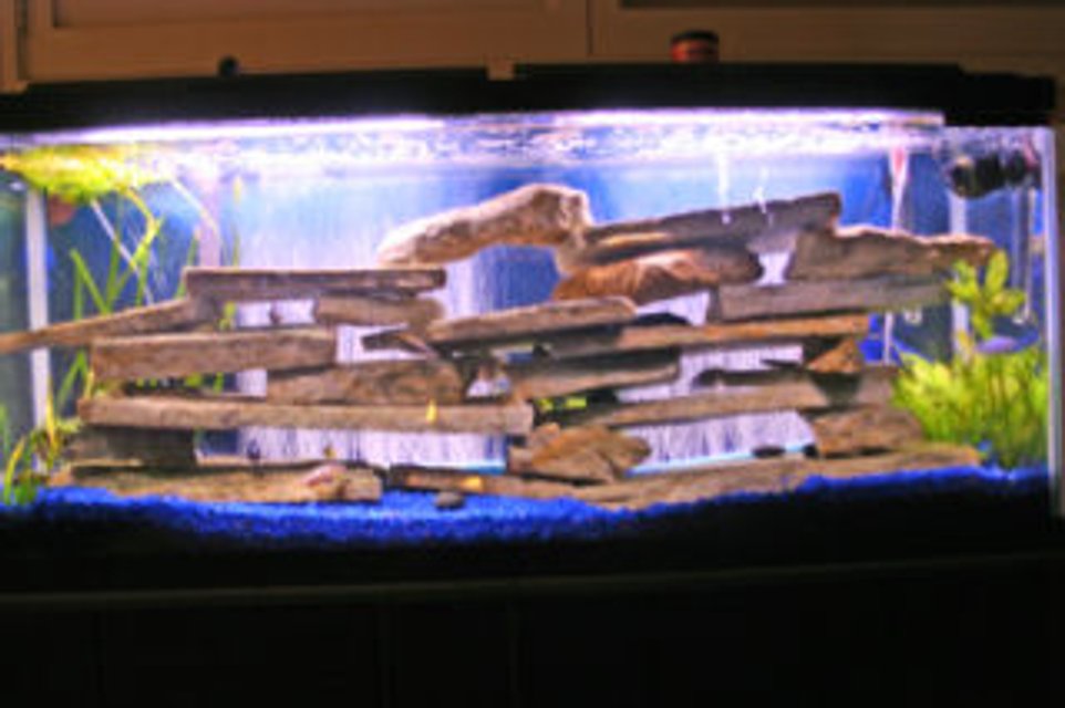 Rated #3484: 55 Gallons Freshwater Fish Tank - 55 Gallon Cichlid Tank