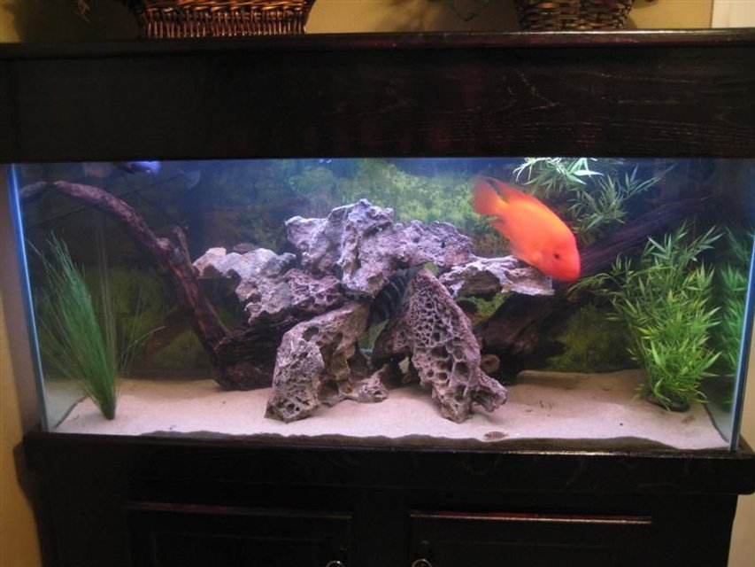 Rated #2510: 90 Gallons Freshwater Fish Tank - 90 gallon Tank.  It's work in progress.
