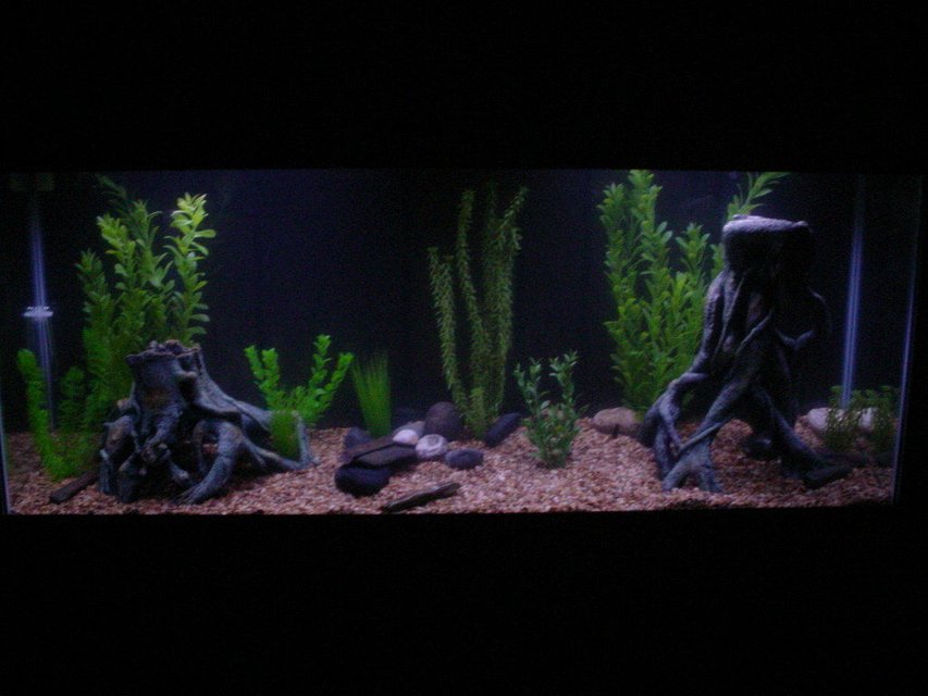Rated #1731: Freshwater Fish Tank - new 55gallon aquarium, many fake plants and some root ornaments and river rocks. sorry about the darkness of the picture.