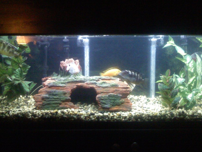 Rated #2930: 60 Gallons Freshwater Fish Tank - a 60 gallon tank that contains 10 total fish, 3 south american and 6 african cichlids and one placostamous, two filters used a canister and undergravel filter