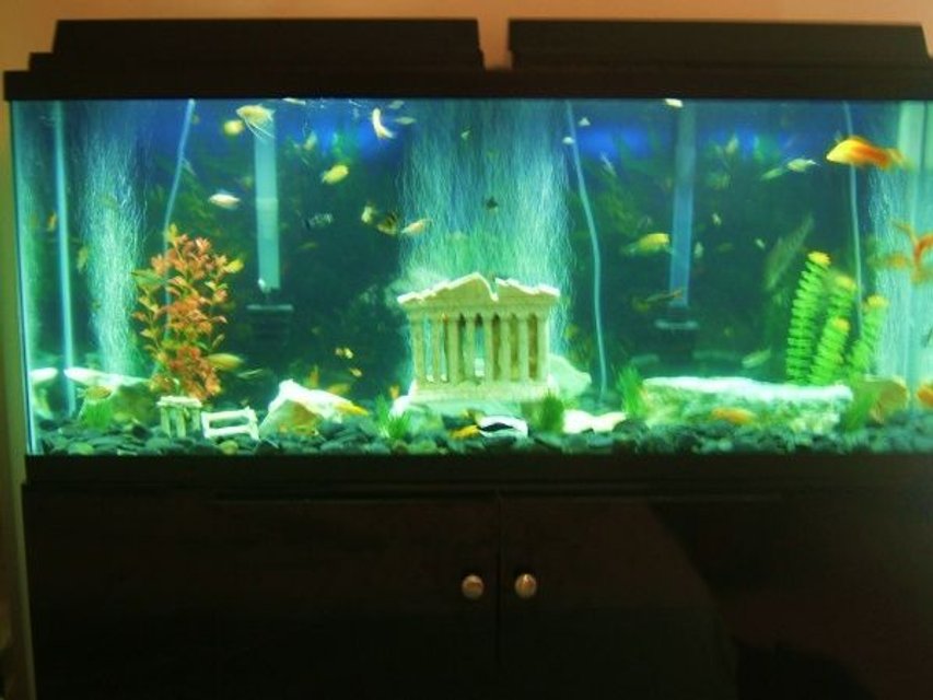 Rated #3907: 55 Gallons Freshwater Fish Tank - 55 gallons, tropical fish, ancient ruins 3 piece kit, fake plants, and rocks (sorry for the bad pic. quality)