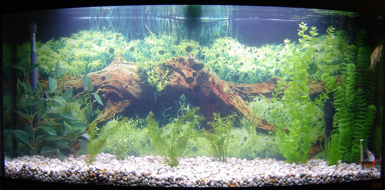 Rated #2807: 65 Gallons Freshwater Fish Tank - 3 Koi: one yamabuki ogon; one kohaku, too lazy to determine which variety; and a tancho kin kit utsuri but with a lot of black on it's back a white underbelly, most likely a mixed breed. I had to rearrange the live plants today to clean some of the decorations so the layout is rather poor. Most likely I'll have to rearrange it sometime once the live plants start growing bigger and I'll also need to properly attach the background.