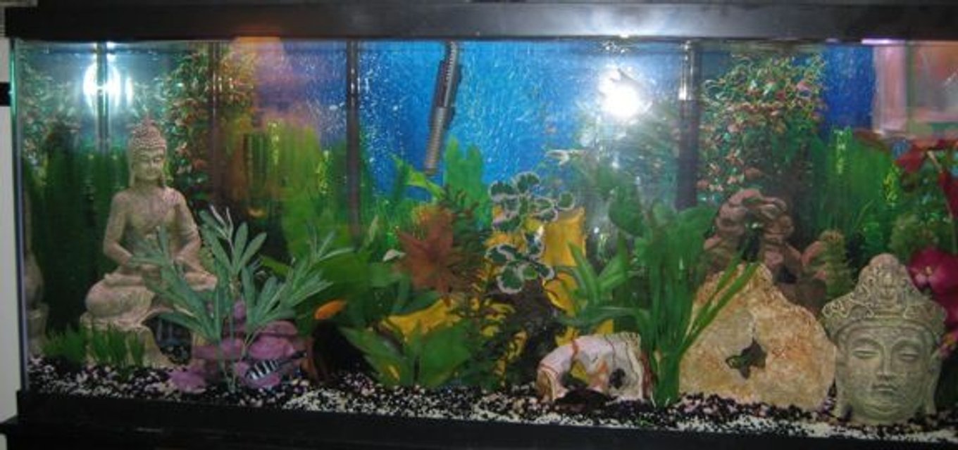 Rated #2954: 55 Gallons Freshwater Fish Tank - 55 gal