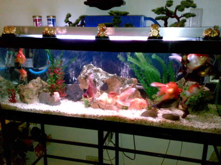 Rated #2161: 75 Gallons Freshwater Fish Tank - my tank