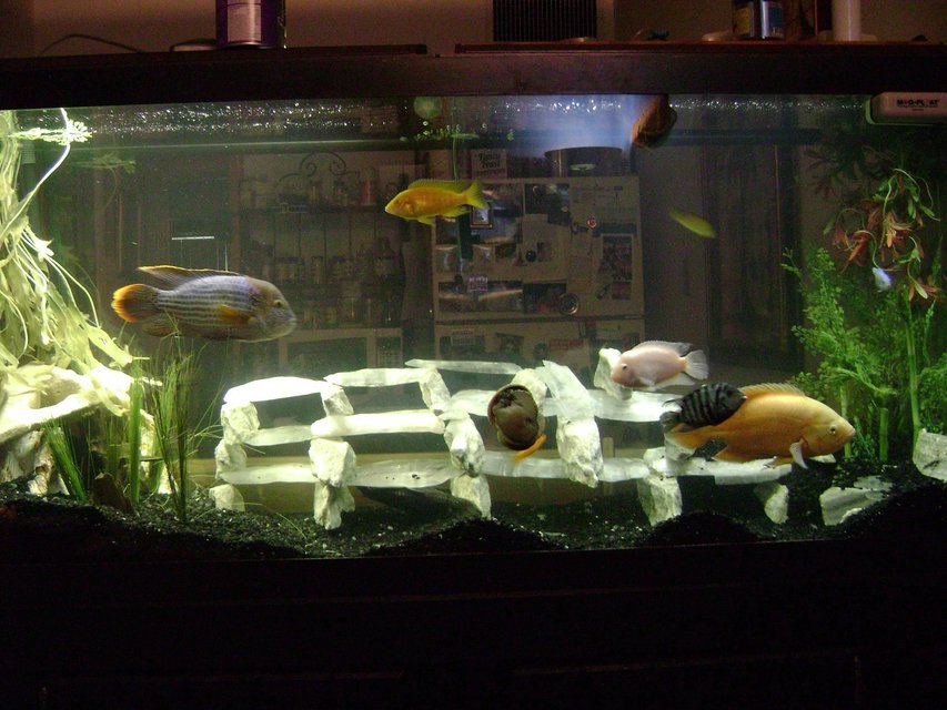 Rated #2073: 120 Gallons Freshwater Fish Tank - Some Would Say This Is A Big NO NO Green terror, Oscar, Convicts, Blue colbolt African, yellow Lab African, Cherry Red Zebra African, Frontosa, Sunshine Peacock African, Galaxy Pleco, Gold Nugglet Pleco Had Them This Way For 2 Years No ones Dead Yet    MARBLE AND UTAH ICE