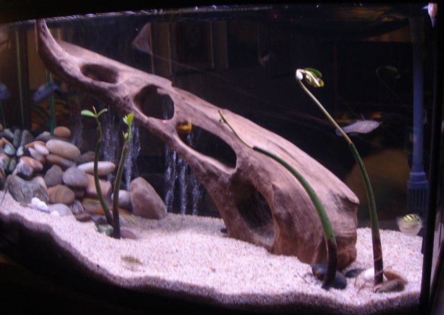 Rated #679: 55 Gallons Freshwater Fish Tank - 50G. Knight Goby, Puffers, Bumble Bee Gobys, 
Dragon Goby, mangrove plants.