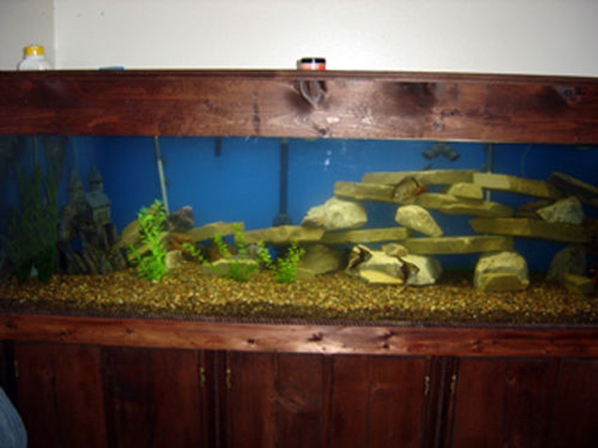 Rated #2713: 250 Gallons Freshwater Fish Tank - just setup a 2 weeks ago still working on the rock