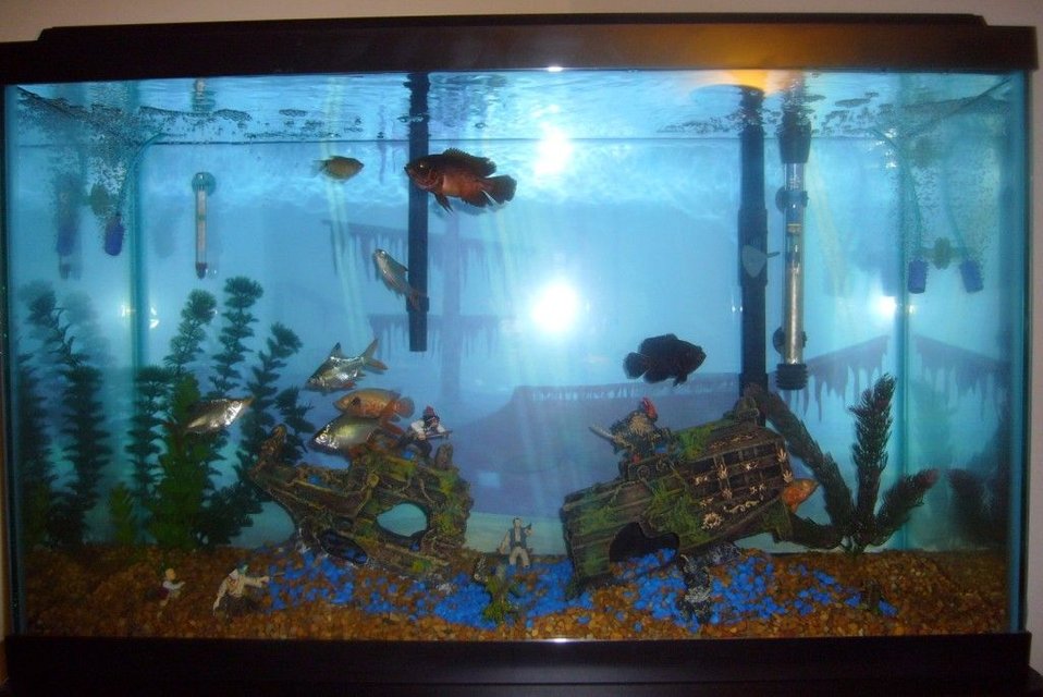 Rated #3586: 29 Gallons Freshwater Fish Tank - The epic battle