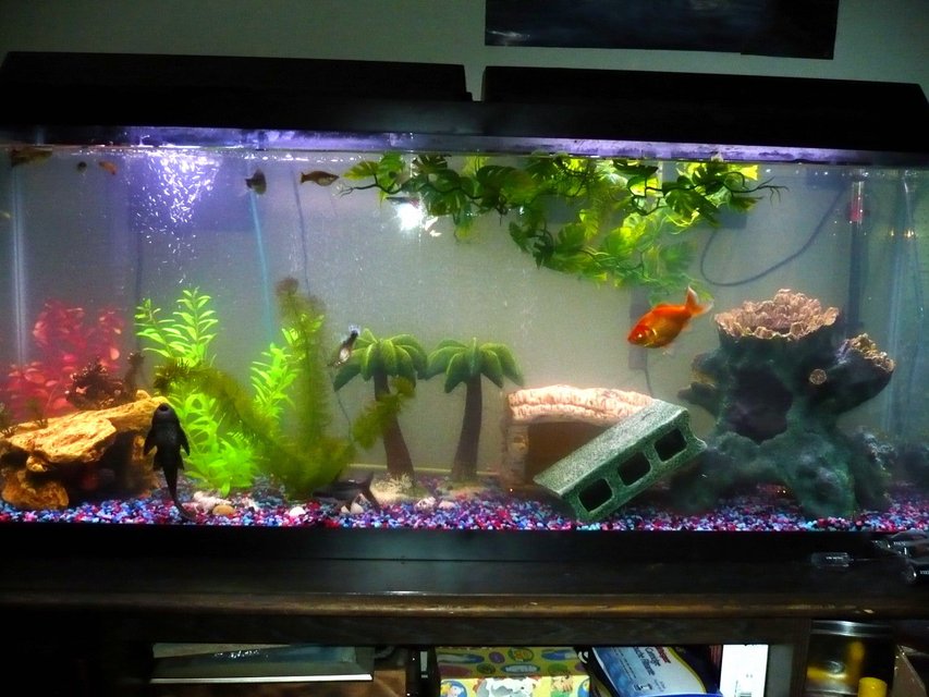 Rated #2834: 55 Gallons Freshwater Fish Tank - 55gal community tank.