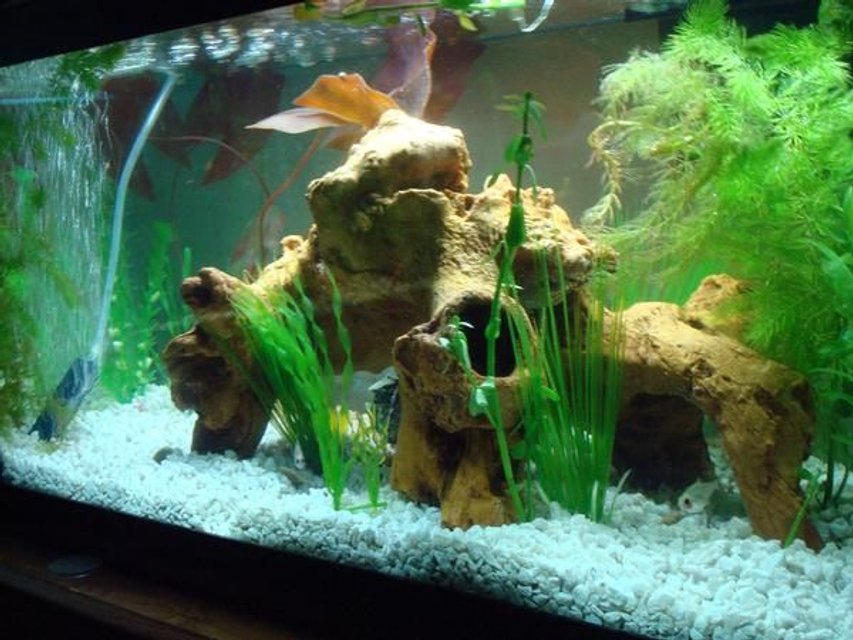 Rated #2529: 55 Gallons Freshwater Fish Tank - my 20 gallon