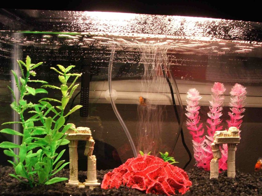 Rated #3994: 40 Gallons Freshwater Fish Tank - My Soon To be wives gold fish tank i set up for her. Dirty Dirty Fish..lol