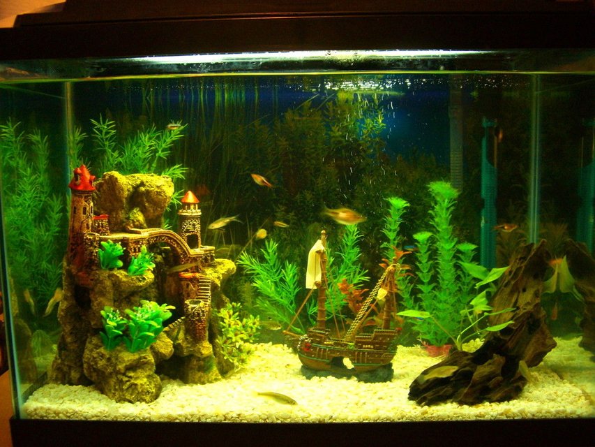 Rated #3025: 20 Gallons Freshwater Fish Tank - New tank