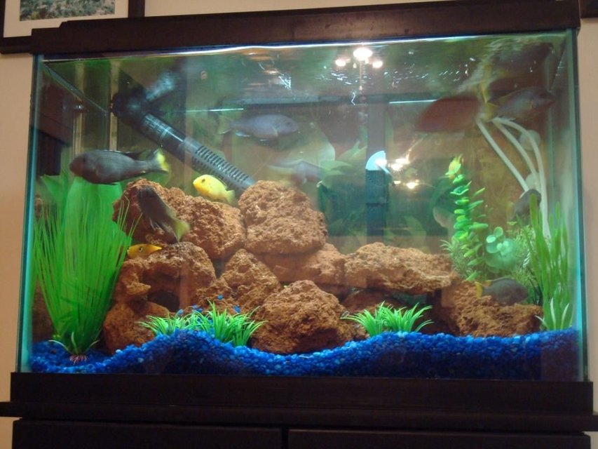 Rated #2663: 20 Gallons Freshwater Fish Tank - My 20 Gallon Freshwater Chiclid Tank