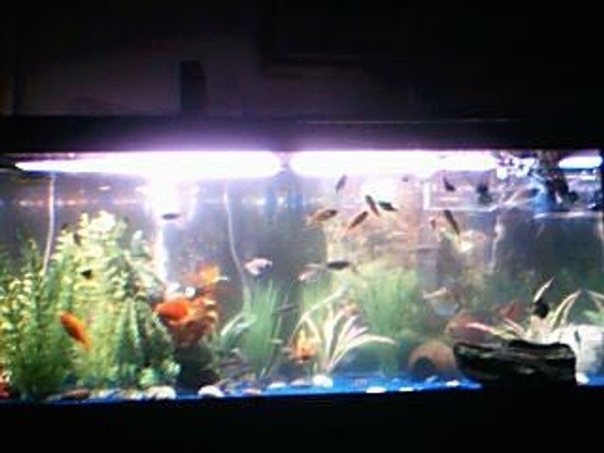 Rated #3830: 75 Gallons Freshwater Fish Tank - My 75 gallon freshwater tank