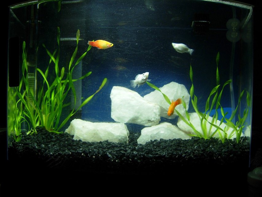 Rated #3326: 5 Gallons Freshwater Fish Tank - 5 gallon freshwater bowfront tank