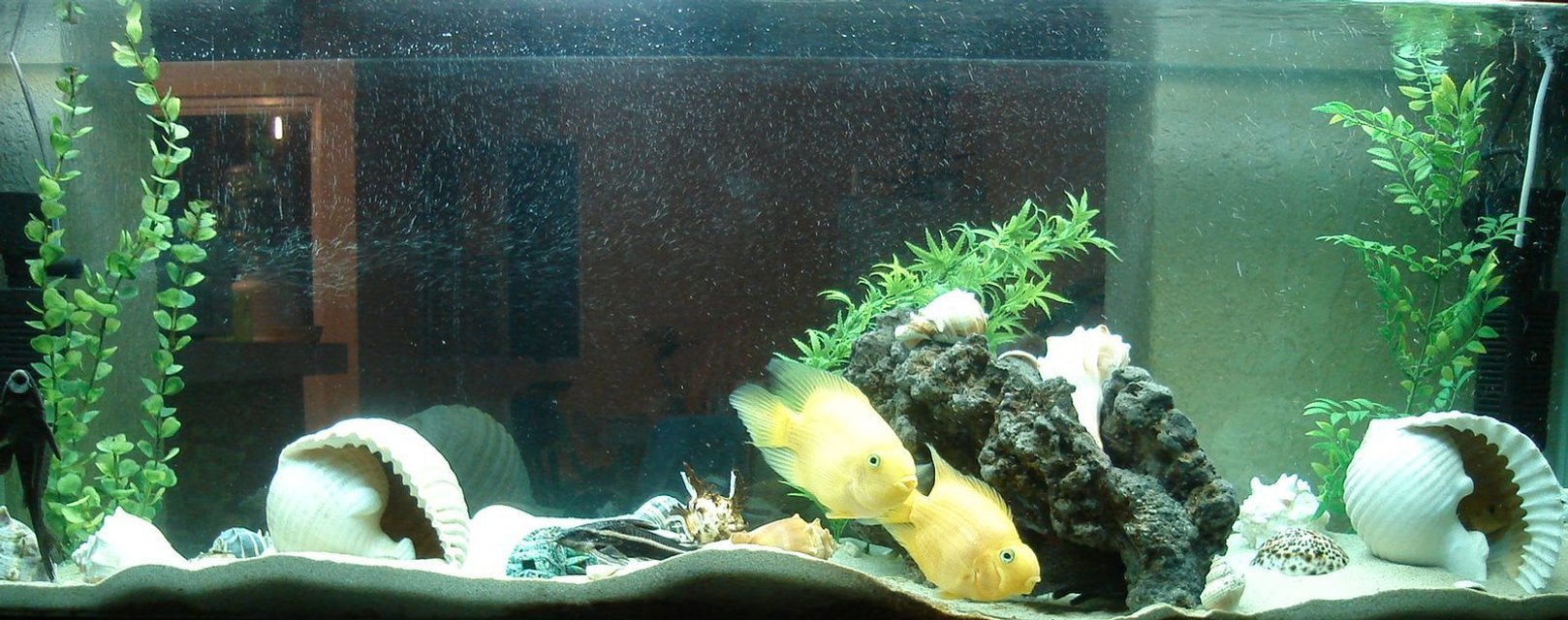 Rated #2379: 45 Gallons Freshwater Fish Tank - acuario con caracoles marinos y plantas , con ciclidos amarillos electricos, espero les guste.